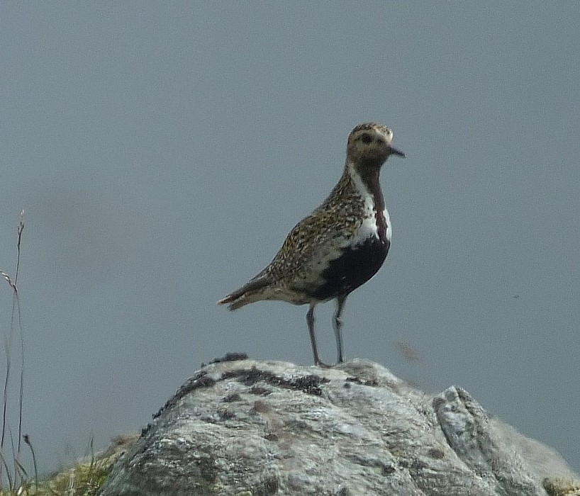 Golden Plover standing on a rock in Scotland